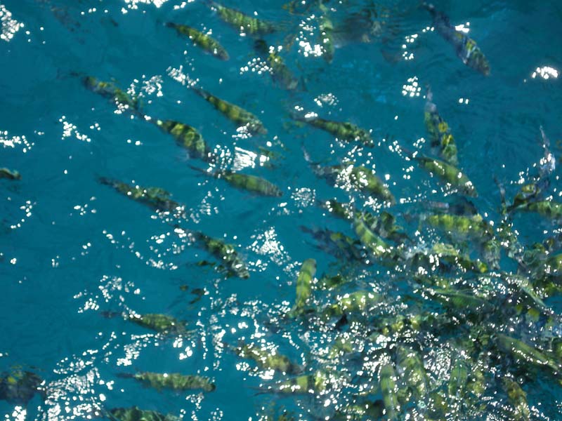 fish off phuket